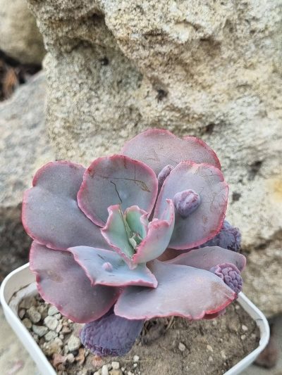 Echeveria Linguas - Зображення 2