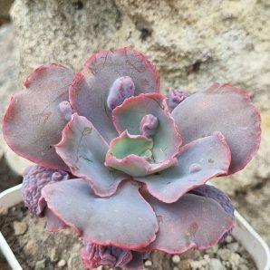 Echeveria Linguas