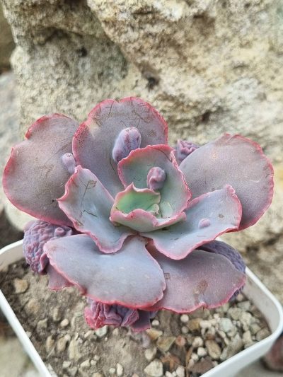 Echeveria Linguas