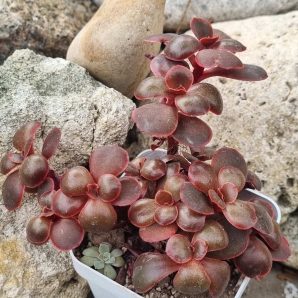 Echeveria Red Ball cristata