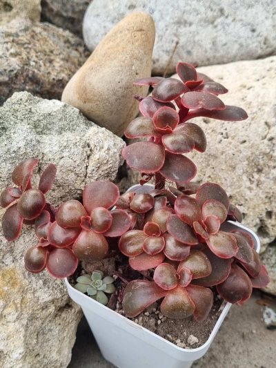 Echeveria Red Ball cristata