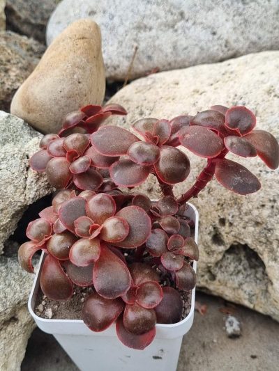 Echeveria Red Ball cristata - Зображення 2