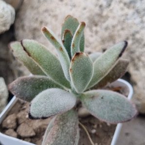 Kalanchoe tomentosa cv Higra