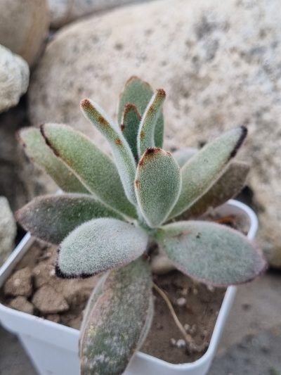 Kalanchoe tomentosa cv Higra
