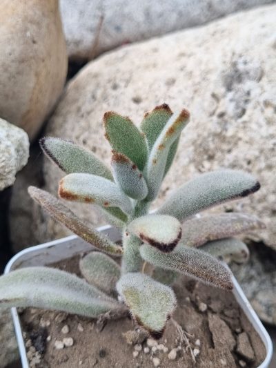 Kalanchoe tomentosa cv Higra - Зображення 2