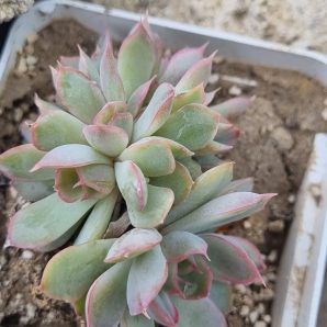 Echeveria Western Blue cristata
