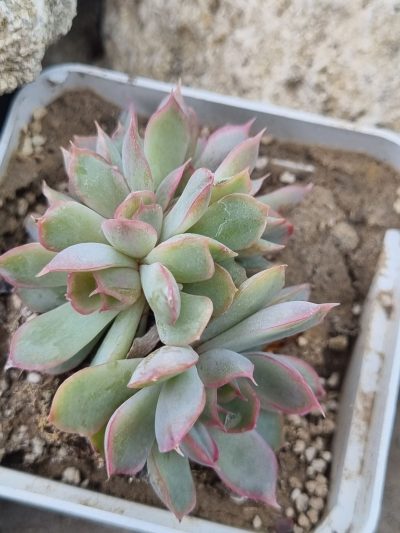 Echeveria Western Blue cristata