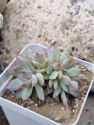Echeveria Western Blue cristata - Зображення 2