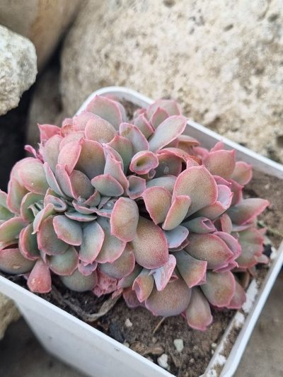 Echeveria Trumpet Pinky cristata - Зображення 2