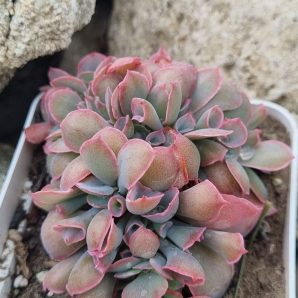 Echeveria Trumpet Pinky cristata