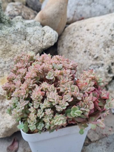 Echeveria agavoides f cristata - Зображення 2