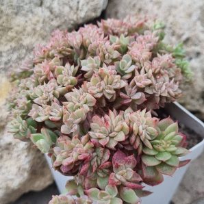 Echeveria agavoides f cristata