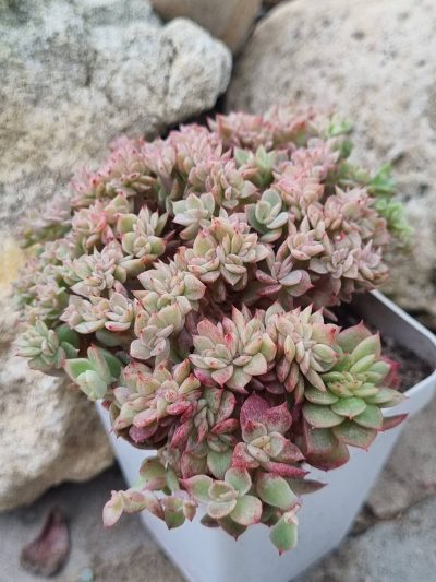 Echeveria agavoides f cristata