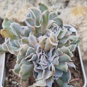 Echeveria Nichi cristata