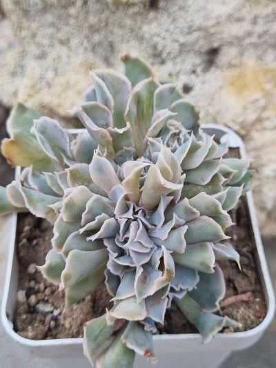 Echeveria Nichi cristata