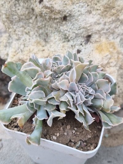 Echeveria Nichi cristata - Зображення 2