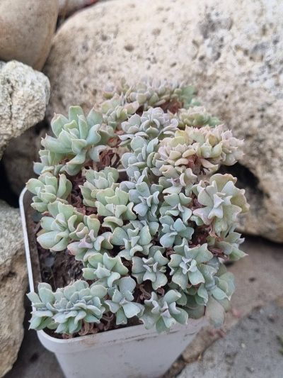 Echeveria Spider f cristata - Зображення 2