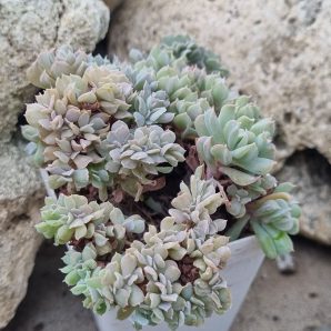 Echeveria Spider f cristata