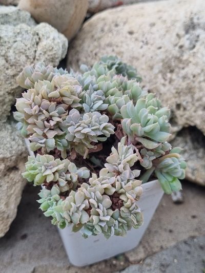 Echeveria Spider f cristata