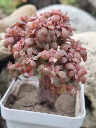 Echeveria Briar Rose cristata - Зображення 4