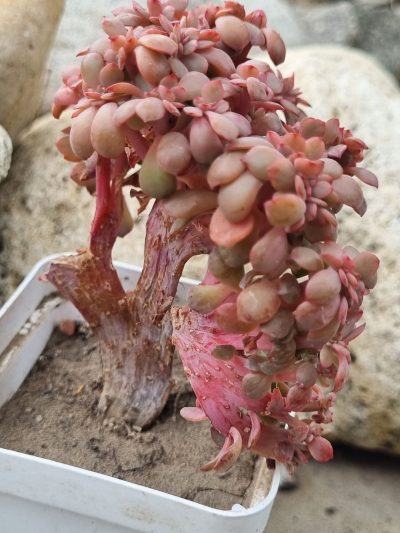 Echeveria Briar Rose cristata - Зображення 3