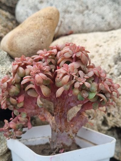 Echeveria Briar Rose cristata - Зображення 2