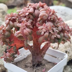 Echeveria Briar Rose cristata