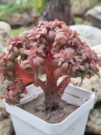 Echeveria Briar Rose cristata