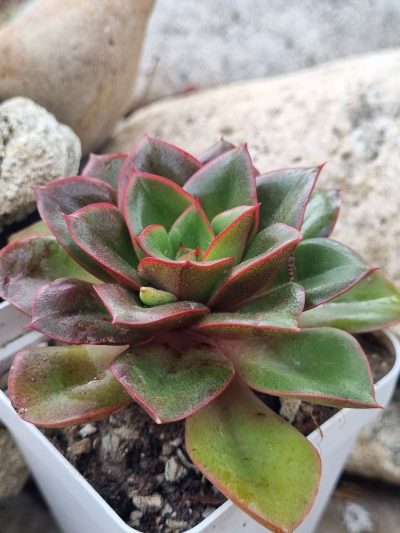 Echeveria Alektia - Зображення 2