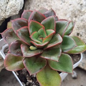 Echeveria Alektia