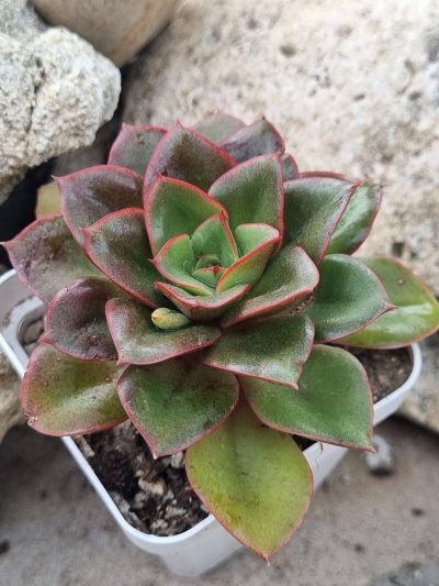 Echeveria Alektia