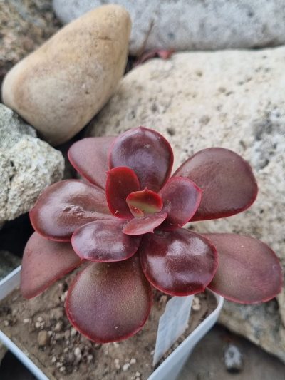 Echeveria Primadonna - Зображення 2