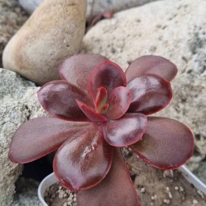 Echeveria Primadonna