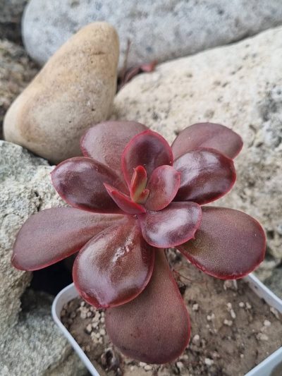 Echeveria Primadonna