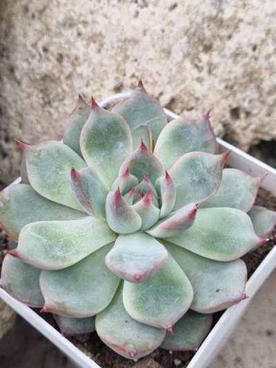 Echeveria Lindsanyana - Зображення 2