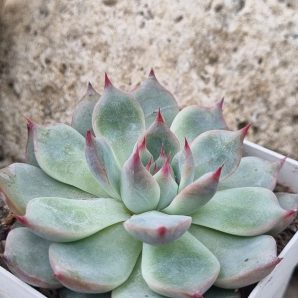 Echeveria Lindsanyana