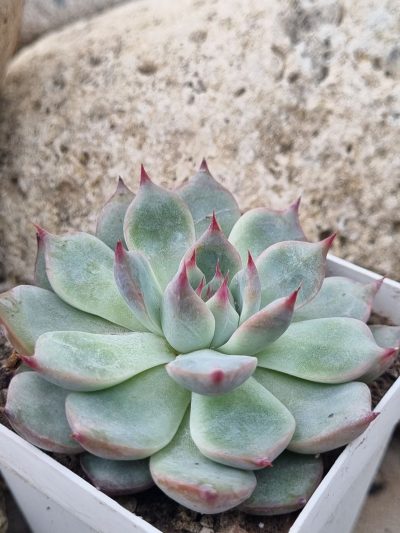 Echeveria Lindsanyana