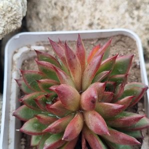 Echeveria agavoides Christmas