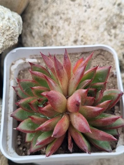 Echeveria agavoides Christmas
