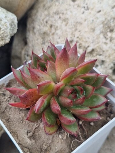 Echeveria agavoides Christmas - Зображення 3