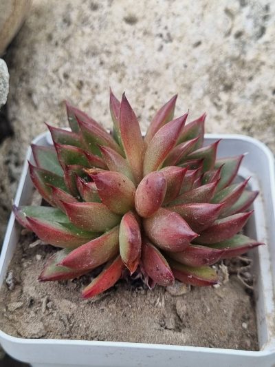 Echeveria agavoides Christmas - Зображення 2