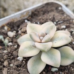 Graptopetalum Apricot variegated