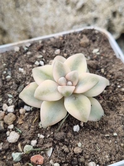 Graptopetalum Apricot variegated - Зображення 2