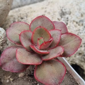 Echeveria Kissing