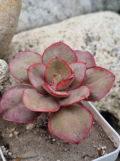 Echeveria Kissing