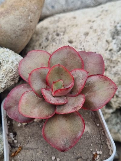 Echeveria Kissing - Зображення 2