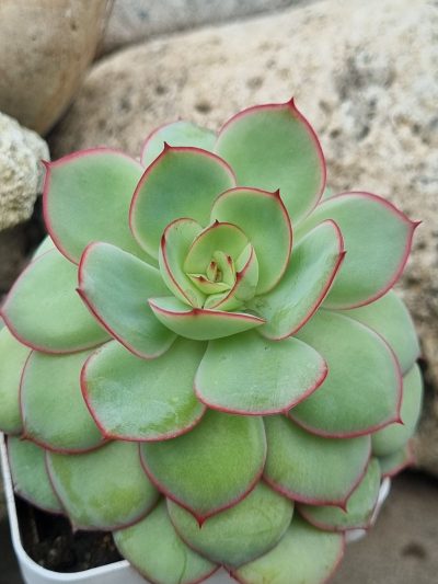 Echeveria Chrysanthemym - Зображення 2