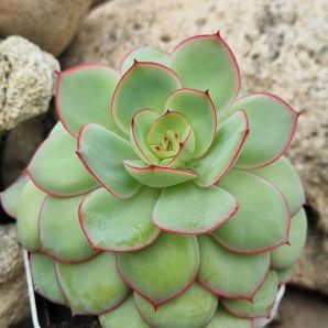 Echeveria Chrysanthemym