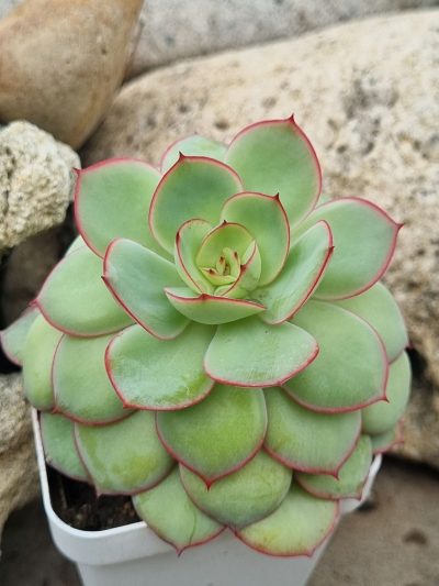 Echeveria Chrysanthemym