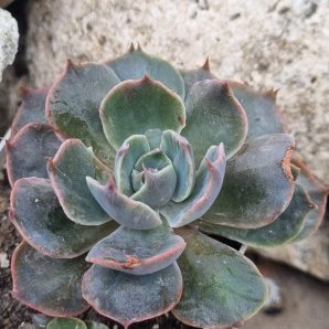 Echeveria Rob Roy